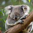 Relaxed Koala