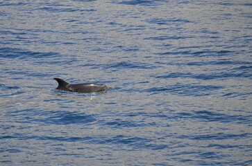 Poster - Wild delphins near Tenerife swimming