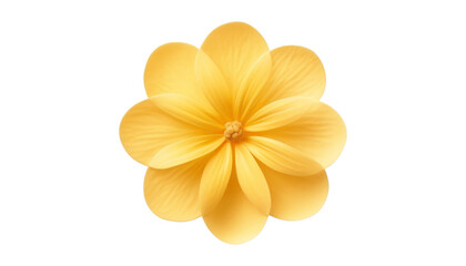 Wall Mural - yellow flower isolated on transparent background cutout