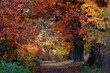 Tunel z koron drzew pokrytych jesiennymi, jesiennymi kolorowymi liśćmi. Brukowana droga usłana żółtymi i czerwonymi liśćmi.