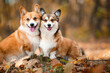 Two welsh corgi Pembroke dogs happy in a forest