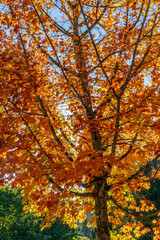 Wall Mural - Autumn Tree Details 3