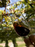 Fototapeta Tęcza - testowanie czerwonego wina w winnicy