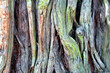 Colorful tree trunk texture