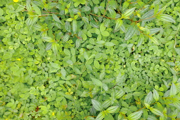 Wall Mural - Green leaves background. Green leaves texture. Green leaf texture background