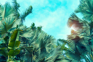 Wall Mural - leaves of a borassus palmyra palm tree