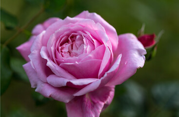 Wall Mural - pink rose blooms on a background of green leaves.