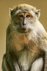 Wall Mural - Closeup of a primate portrait