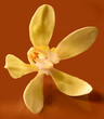 Vanilleblüte, Orchidee,
