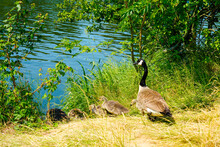 Canada Goose With Chicks In The Tall Grass. Water Bird In Natural Environment On The Shore. Branta Canadensis.