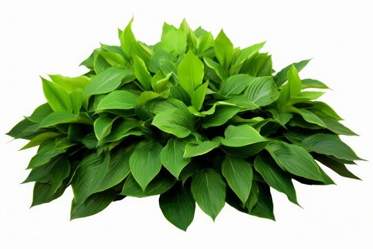 green leaves hosta plant bush, lush foliage tropic garden plant isolated on white background with cl
