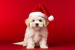 a puppy in a santa hat on a red background