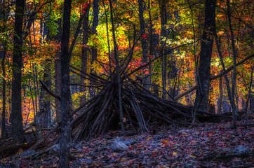 Wall Mural - A grey or is it gray squirrel in the woods at Massanutten VA during a Beautiful Autumn Day.  This furry little rodent is having a great time sitting on the tree branches in September.