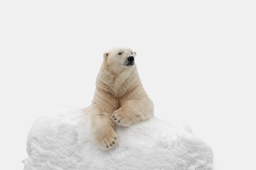 Wall Mural - Funny white bear. Polar bear in a funny pose. Bear on an isolated white background