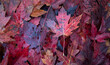 © Milou Dirks - red maple leaves autumn background