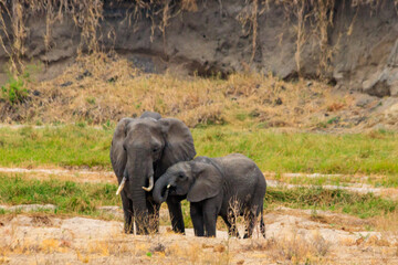 Wall Mural - Mother and baby African elephants in Tarangire national park, Tanzania