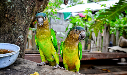 domesticated parrots in a house in the Colombian countryside