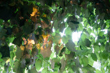 Fototapeta Sypialnia - Photographic presentation of the vine leaf