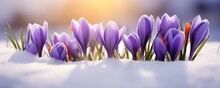 Purple Spring Crocus Flowers In The Snow, Sunlit