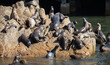 Seehunde in Monterey, Kalifornien
