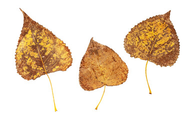 Wall Mural - populus nigra or black poplar autumn brown spotted leaves set isolated transparent png. abaxial surf