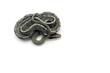 Beauty rat Snake isolated on white background
