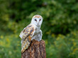Barn Owl sitting on a tree