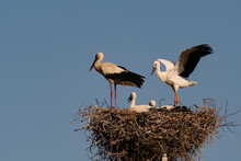 Birds Stork On Nest Against Blue Sky, White Storks Stands
