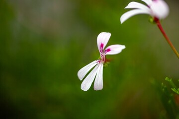 Sticker - Flower of the pelargonium Pelargonium laevigatum