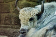 scottish highland cow , image taken in Hamm Zoo, north germany, europe