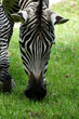 zebra in zoo , image taken in Hamm Zoo, north germany, europe