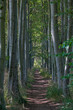 path in the forest , image taken in rugen, north germany, europe