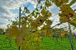 grapes in vineyard, photo as a background , autumn colors in north italy