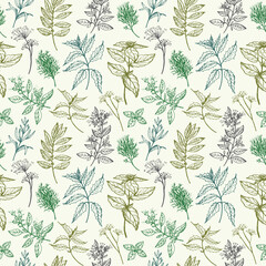 Wall Mural - Culinary herbs seamless pattern with branches of basil, dill, oregano, rosemary, sage, mint, bay leaf. Repeating background with botanical engraved plants vector illustration. For print, card, textile