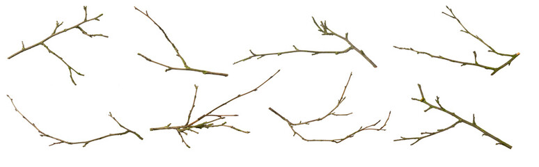 Wall Mural - dry twigs on white isolated background
