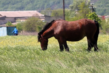 horse in the meadow