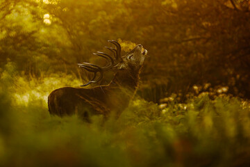 the red deer (cervus elaphus) blowing the bugle in heat early morning