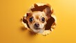 Cute Puppy peeking out of a hole in wall, torn hole, mockup, generative ai