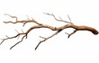 © Saikat - Dry branch of dead tree with isolate on a white background