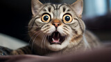 Fototapeta Zwierzęta - emotion fear, portrait of a cat with big eyes, emotional look of an animal