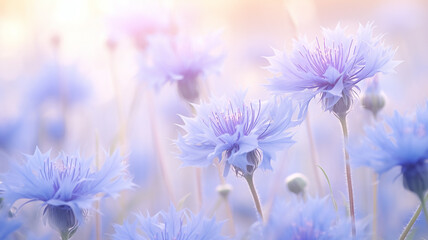 Wall Mural - delicate blue flowers, soft pastels, cornflowers in the morning mist on a wild field