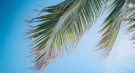 Wall Mural - palm tree against sky