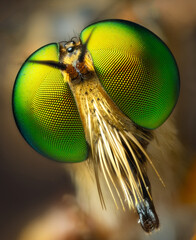 Wall Mural - close up of a fly