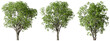 Environmental growth trees forested set transparent backgrounds 3d render png