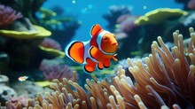 Ocellaris Clownfish (Amphiprion Ocellaris), Clown Fish Swin In The Tropical Ocean