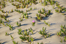 Dunes On The Beach, And Ice Plant Succulents - The Iconic Piece  Of California Coastal Landscape