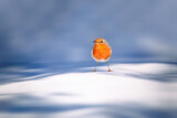 Fototapeta Fototapety ze zwierzętami  - Winter and cute bird robin. White nature background. Bird: European Robin. (Erithacus rubecula).