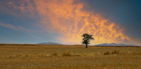 Wall Mural - Minimalist photo. Single tree in the field. Dramatic sky. Not focus photo. 