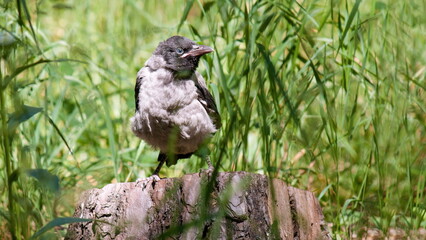 crow on the grass