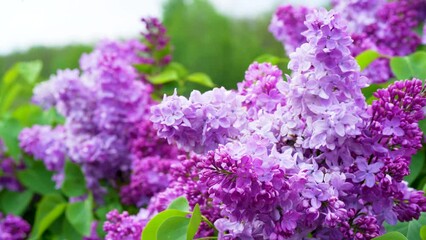 Sticker - Calm lilac branch on warm spring day. Beautiful lilac blooming in bright sunlight. Tranquil view of charming violet flowers swaying on wind. floral concept